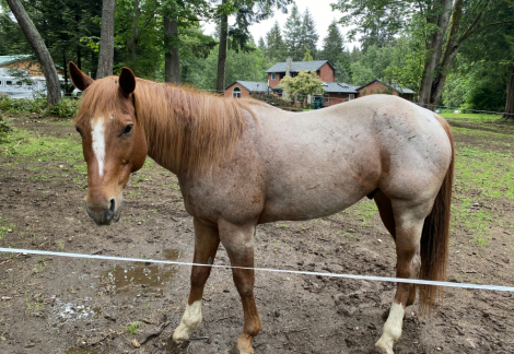 HorseID: 2286749 Amazingly Roane - PhotoID: 1063637