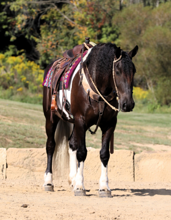 HorseID: 2286750 Buckeyes Magic - PhotoID: 1063639