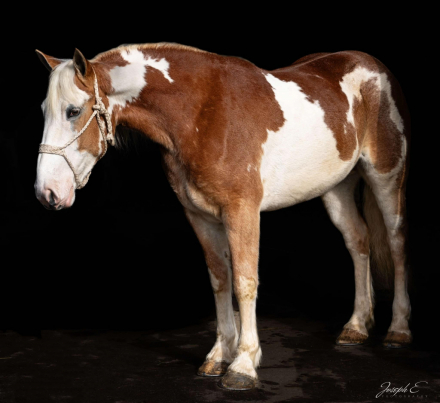 HorseID: 2286759 Daisy AP - PhotoID: 1063762