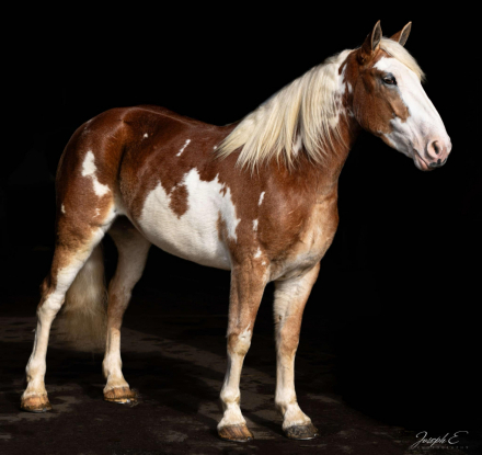 HorseID: 2286759 Daisy AP - PhotoID: 1063763