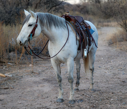 HorseID: 2286760 Mohons Blue Concha DC - PhotoID: 1063770