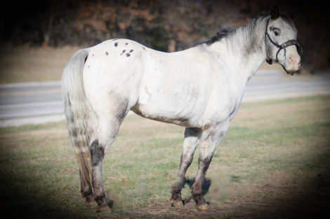 HorseID: 2286762 Romeo HS - PhotoID: 1063774