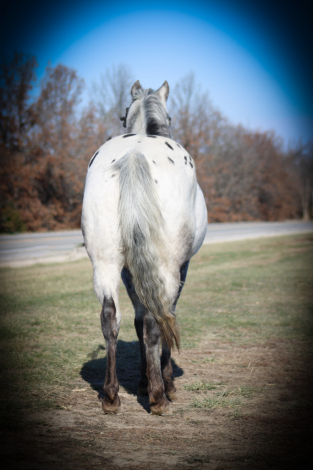 HorseID: 2286762 Romeo HS - PhotoID: 1063775