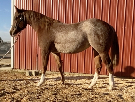 HorseID: 2286776 Sister Shiney Spark - PhotoID: 1063654