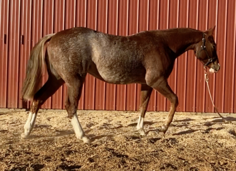 HorseID: 2286776 Sister Shiney Spark - PhotoID: 1063655