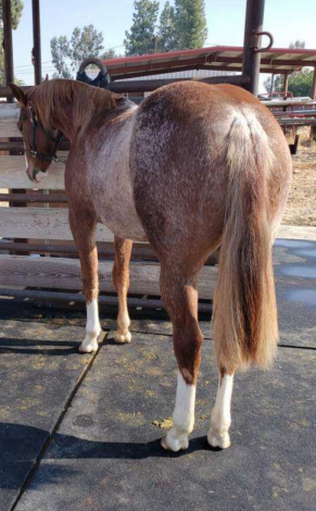 HorseID: 2286776 Sister Shiney Spark - PhotoID: 1063656