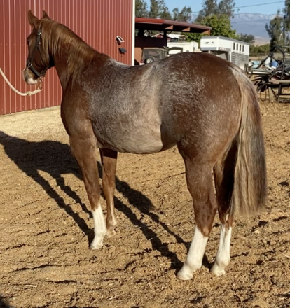 HorseID: 2286776 Sister Shiney Spark - PhotoID: 1063657