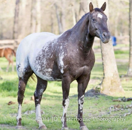 HorseID: 2286791 Marshall’s Kiss - PhotoID: 1063684