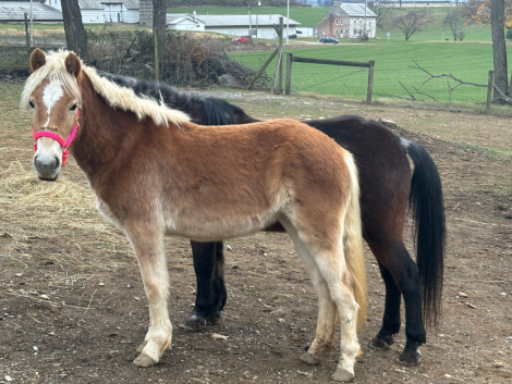 HorseID: 2286797 Pumpkin Spice Latte - PhotoID: 1063705