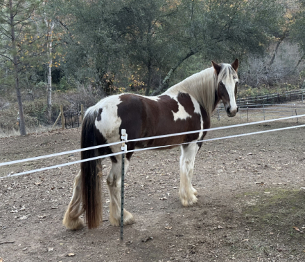 HorseID: 2286810 Chloe - PhotoID: 1063701