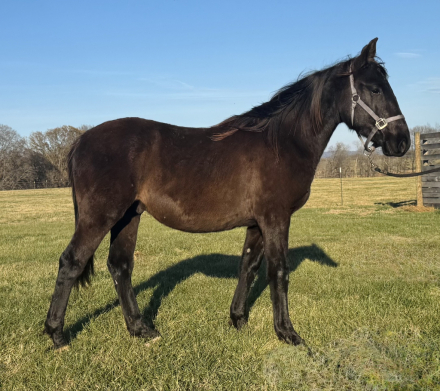 HorseID: 2286842 Taproot Night Hawk - PhotoID: 1063885