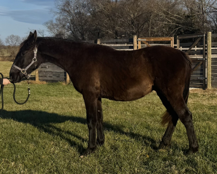 HorseID: 2286842 Taproot Night Hawk - PhotoID: 1063886