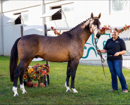 HorseID: 2286842 Taproot Night Hawk - PhotoID: 1063887