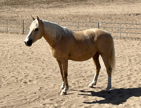 HorseID: 2286860 MX Yella Fella - PhotoID: 1063814