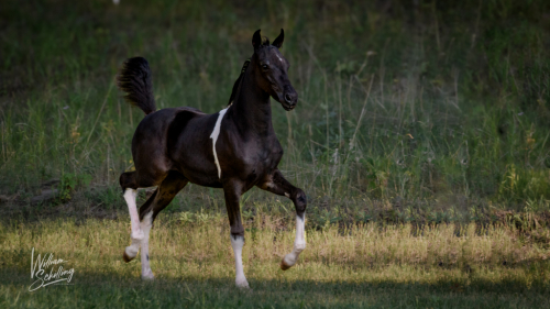 HorseID: 2286861 Tova's Flash of Lightening - PhotoID: 1063811