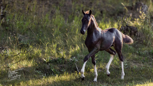 HorseID: 2286861 Tova's Flash of Lightening - PhotoID: 1063812