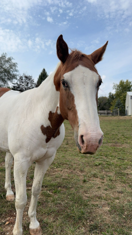 HorseID: 2286875 She’s strait sneaky - PhotoID: 1063831