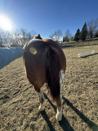 HorseID: 2286875 She’s strait sneaky - PhotoID: 1063833