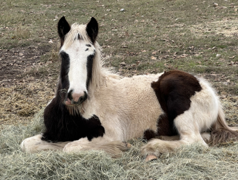 HorseID: 2286904 Rip Vanner Winkle - PhotoID: 1063864