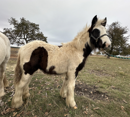 HorseID: 2286904 Rip Vanner Winkle - PhotoID: 1063865