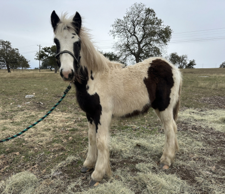 HorseID: 2286904 Rip Vanner Winkle - PhotoID: 1063866