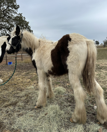 HorseID: 2286904 Rip Vanner Winkle - PhotoID: 1063867