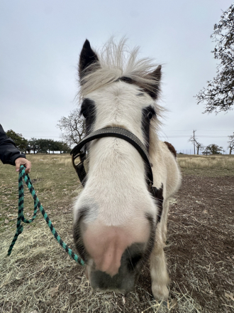 HorseID: 2286904 Rip Vanner Winkle - PhotoID: 1063869