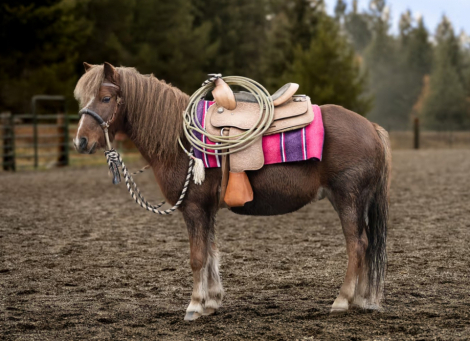 HorseID: 2286905 Scout the Wonder Pony - PhotoID: 1063870