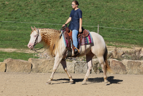 The Prince Of Platinum, Smoky Cream AQHA Quarter Horse Gelding, Prince ...