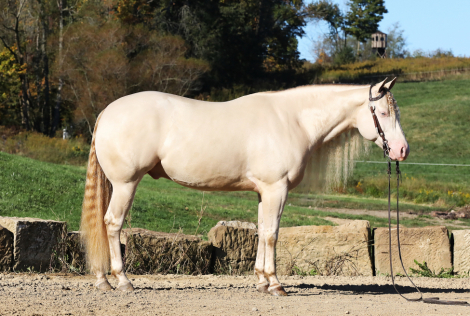 HorseID: 2286912 The Prince Of Platinum - PhotoID: 1063884