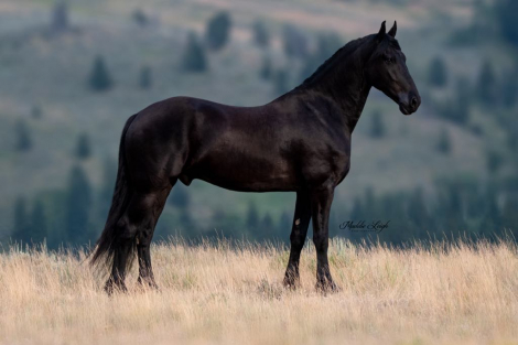 HorseID: 2286921 OBSIDIAN - PhotoID: 1063916