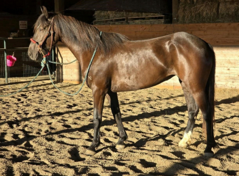 HorseID: 2286929 South Steens Mustang - PhotoID: 1063922