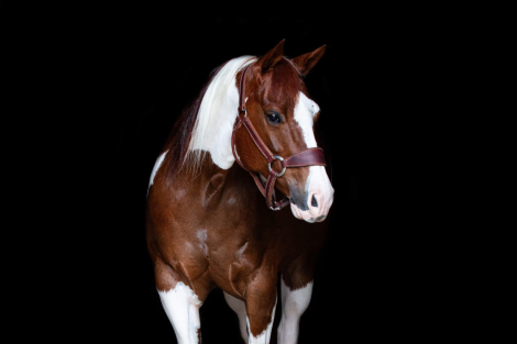 HorseID: 2286933 Camos Fire - PhotoID: 1064226