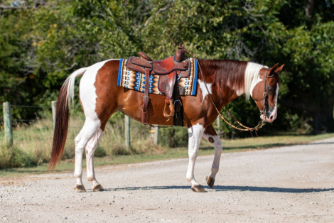 HorseID: 2286933 Camos Fire - PhotoID: 1064227