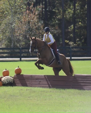 HorseID: 2286961 Two Eyed Freckles Doc - PhotoID: 1063956