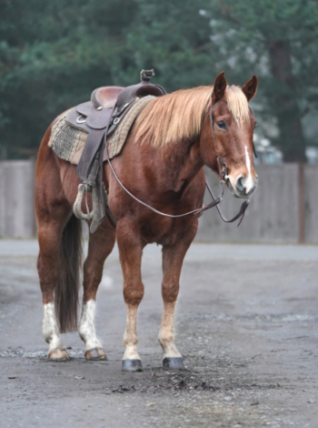 HorseID: 2286978 Sully - PhotoID: 1063963