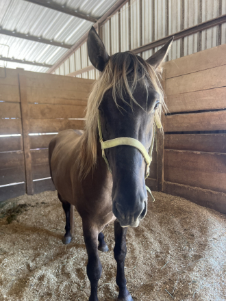 HorseID: 2286990 Acadians Hermes - PhotoID: 1063976