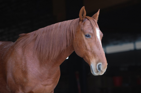 HorseID: 2287035 Two Eyed High Brow - PhotoID: 1064167