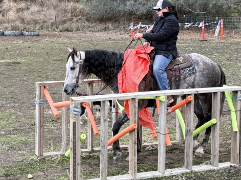 HorseID: 2287037 Earl LHR - PhotoID: 1064138