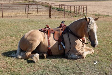 HorseID: 2287041 Bar Ms Dallas - PhotoID: 1064122