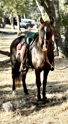 HorseID: 2287051 Roetime’s Dutch Chocolate - PhotoID: 1064038