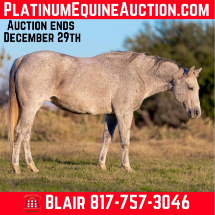 Ms Doc Bar Ntl, Grey AQHA Quarter Horse Mare, Family Safe Ranch Trail ...