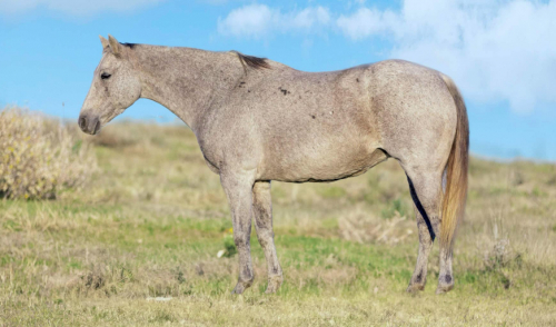 Ms Doc Bar Ntl, Grey AQHA Quarter Horse Mare, Family Safe Ranch Trail ...