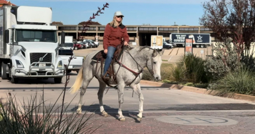 Ms Doc Bar Ntl, Grey AQHA Quarter Horse Mare, Family Safe Ranch Trail ...