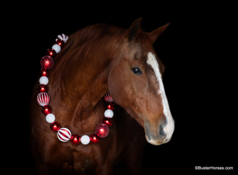 HorseID: 2287056 Nellie BH - PhotoID: 1064146