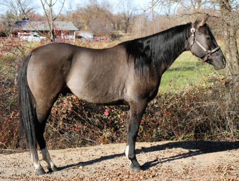 HorseID: 2287067 Smokey - PhotoID: 1064059