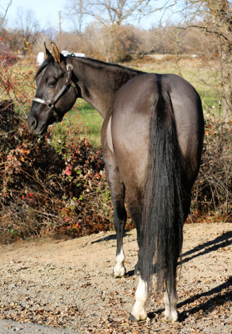 HorseID: 2287067 Smokey - PhotoID: 1064062