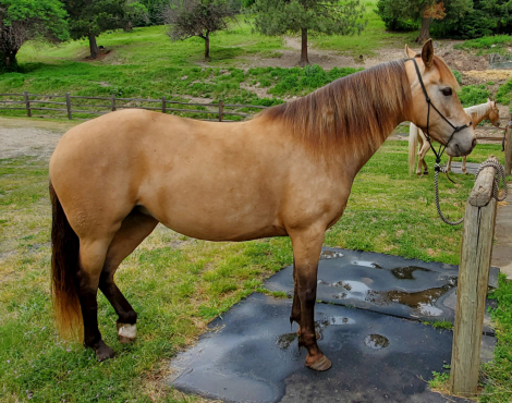 HorseID: 2287076 BB RANGER'S JOSEPHINE - PhotoID: 1064076