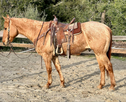 HorseID: 2287110 Cujo Cr - PhotoID: 1064133