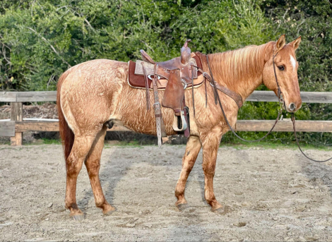 HorseID: 2287110 Cujo Cr - PhotoID: 1064134